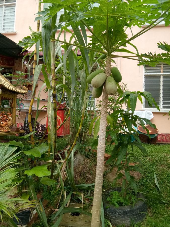 Genting Bukit Tinggi Homestay エクステリア 写真